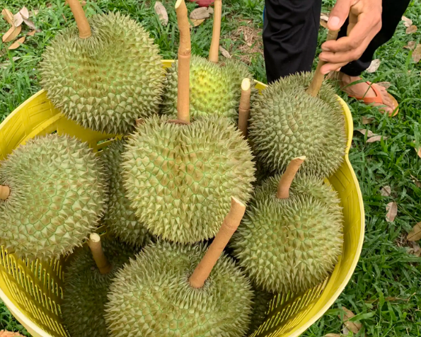 Long Stem Durian